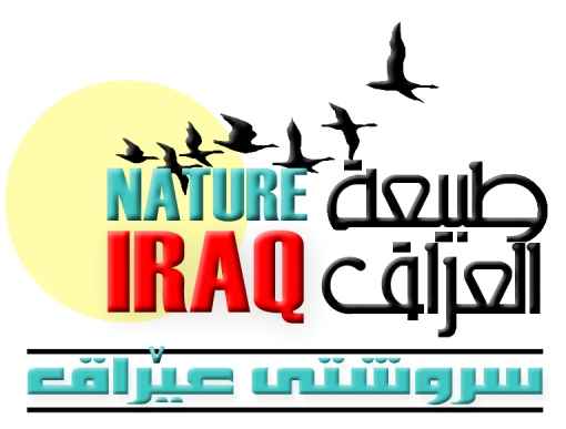 NI LOGO w KURDISH small
