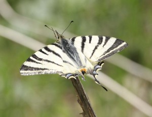 Scarce Swallowtail, Kurdistan (Image: RFPorter)